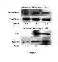Fig. 09 - Method of treating degenerative disorders of the nervous system