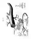 Fig. 32 - Method of treating degenerative disorders of the nervous system