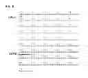 Fig. 05 - SINGLE NUCLEOTIDE POLYMORPHISMS IN THE PROMOTER OF VEGFA GENE AND THEIR USE AS PREDICTIVE MARKERS FOR ANTI-VEGF TREATMENTS