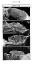 Fig. 02 - Composition comprising expression or activity regulators of AKAP12 for treating central nerve system diseases