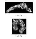 Fig. 08 - COMPOSITIONS WITH ENHANCED IMMUNOGENICITY AND/OR REDUCED REACTOGENICITY