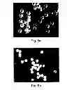 Fig. 06 - Dosage Form