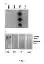 Fig. 06 - SOL-GEL DERIVED SENSOR FOR RAPID DETERMINATION OF HEAVY METALS