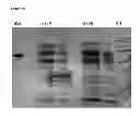 Fig. 45 - Fusion enzymes