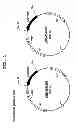 Fig. 02 - Process for production of cis-4-hydroxy-L-proline