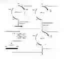 Fig. 02 - Method for production of recombinant human iduronate 2-sulfatase