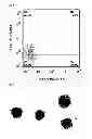 Fig. 02 - Method for producing dendritic cells from pluripotent stem cells