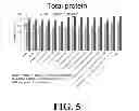 Fig. 06 - BIOMIMETIC PEPTIDES FOR BONE AUGMENTATION