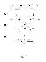 Fig. 02 - Internalizing erbB2 antibodies