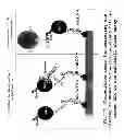 Fig. 07 - Use of spiegelmers
