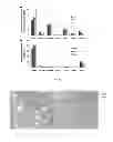 Fig. 05 - Membrane encapsulated nanoparticles and method of use