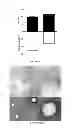 Fig. 26 - Membrane encapsulated nanoparticles and method of use