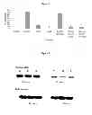 Fig. 07 - NON-VIRAL NANOPARTICLE-BASED DELIVERY SYSTEM