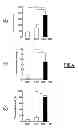Fig. 07 - Particles containing a growth factor, and uses thereof