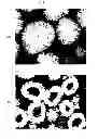 Fig. 08 - Nickel composite hydroxide particles and nonaqueous electrolyte secondary battery