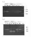 Fig. 02 - METHOD FOR DETECTING METHYLATED CYTOSINE