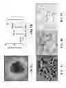 Fig. 02 - Human trophoblast stem cells and methods of therapeutic screening