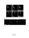 Fig. 09 - Cell-Based Models of Neurodegenerative Disease