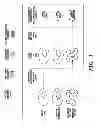 Fig. 02 - Method for enumeration of mammalian cell micronuclei, while distinguishing chromatin of dead and dying cells