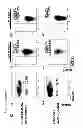 Fig. 07 - DETECTION OF ACUTE MYELOID LEUKAEMIA