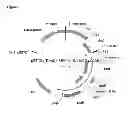 Fig. 02 - ENZYMATIC SYNTHESIS OF ACTIVE PHARMACEUTICAL INGREDIENT AND INTERMEDIATES THEREOF