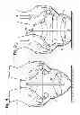 Fig. 03 - Light transmission system for a light emitting game ball