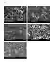 Fig. 07 - Method for preparing polycrystalline aluminum oxynitride having enhanced transparency