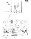 Fig. 02 - Calibration Standards For Digital Histocytometry