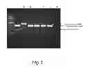 Fig. 03 - Methods for efficient, expansive user-defined DNA mutagenesis