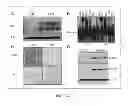 Fig. 02 - COMPOSITIONS AND METHODS FOR TREATING AN ACTIVATED B-CELL DIFFUSE LARGE B-CELL LYMPHOMA