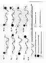 Fig. 02 - MATRIX METALLOPROTEASE TARGETING NUCLEIC ACIDS