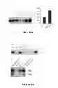 Fig. 06 - Methods of Modifying Insulin Signaling Using Biliverdin Reductase (BVR) and BVR Derived Peptides