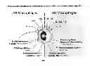 Fig. 02 - INFLAMMATION-REGULATING COMPOSITIONS AND METHODS