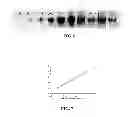 Fig. 07 - INFLAMMATION-REGULATING COMPOSITIONS AND METHODS