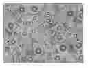 Fig. 01 - HOLLOW MICROSPHERES