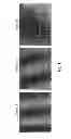 Fig. 06 - ORGANIC SOLVENT DEVELOPABLE PHOTORESIST COMPOSITION