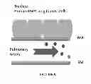 Fig. 09 - NEOPLASTIC CELLS GROWN ON DECELLULARIZED BIOMATRIX