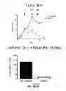 Fig. 13 - NEOPLASTIC CELLS GROWN ON DECELLULARIZED BIOMATRIX