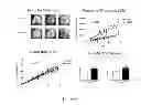 Fig. 17 - NEOPLASTIC CELLS GROWN ON DECELLULARIZED BIOMATRIX
