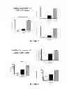 Fig. 22 - NEOPLASTIC CELLS GROWN ON DECELLULARIZED BIOMATRIX