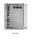 Fig. 06 - Methods and/or use of oligonucleotide conjugates for suppressing background due to cross-hybridization