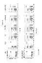 Fig. 89 - Methods and/or use of oligonucleotide conjugates for suppressing background due to cross-hybridization
