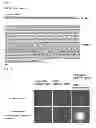 Fig. 05 - Method for screening substance relating to endoplasmic reticulum stress participating in onset of diabetes