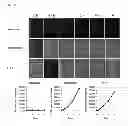 Fig. 06 - Method for screening substance relating to endoplasmic reticulum stress participating in onset of diabetes