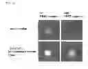 Fig. 08 - Method for screening substance relating to endoplasmic reticulum stress participating in onset of diabetes