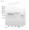 Fig. 02 - Products for transfection and reprogramming