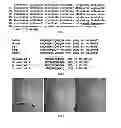 Fig. 02 - Polypeptides derived from calcitonin receptors and methods of use