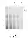Fig. 02 - Basement Membrane Compositions and Applications Thereof