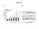 Fig. 25 - Detecting and treating dementia