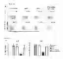 Fig. 04 - COMPOSITIONS COMPRISING RECOMBINANT COWPOX VIRUS PROTEIN CPXV014